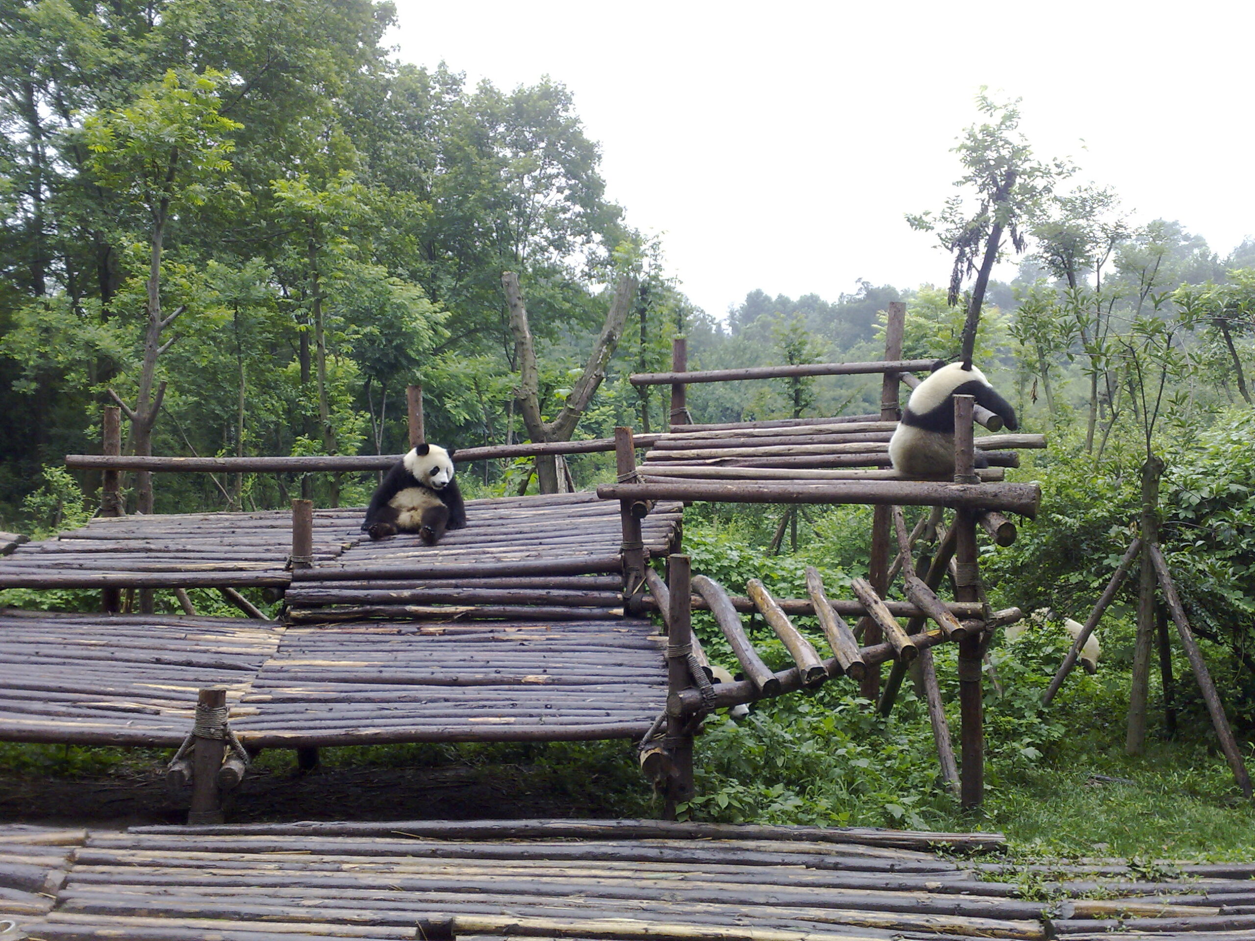 Pandas are Lazy